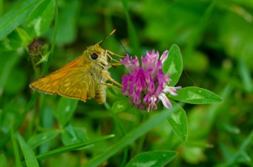 Ochlodes sylvanus